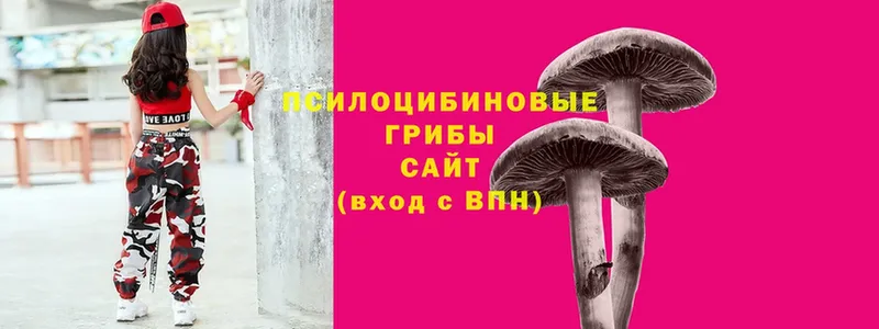 Галлюциногенные грибы Psilocybine cubensis  Балабаново 